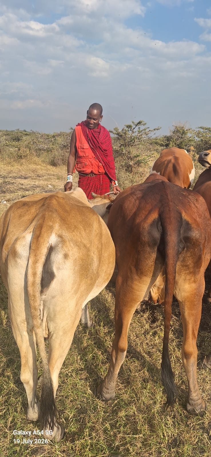 Cattle on the land around Isineti