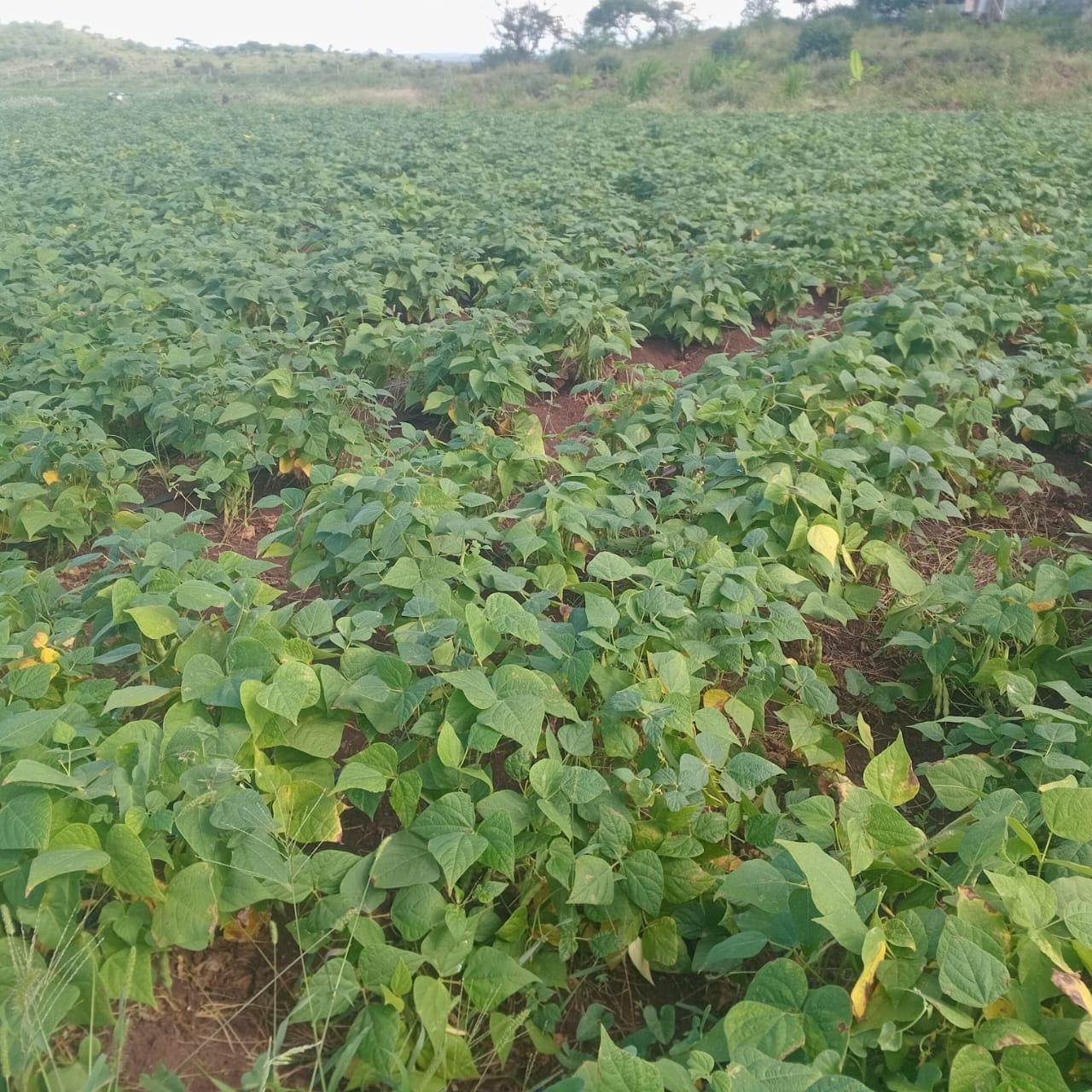 Beans growing on the Kilimanjaro farm