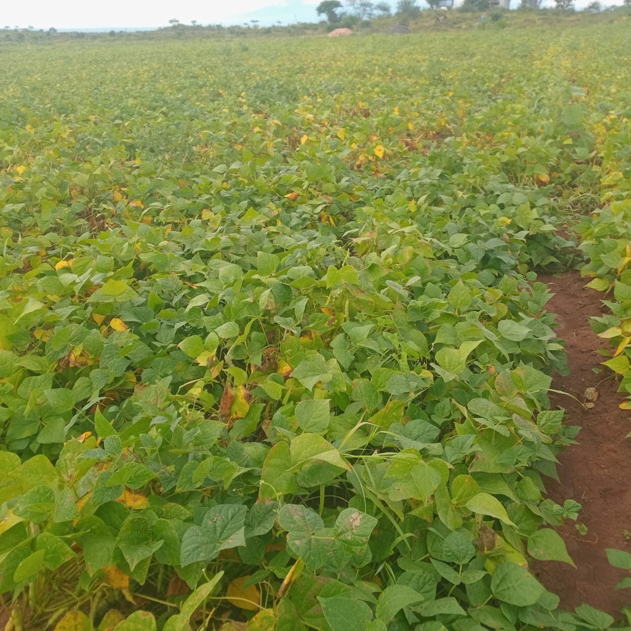 Cultivated rows on the Kilimanjaro farm