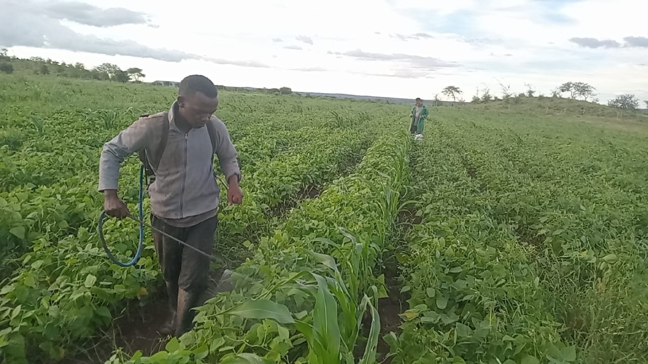 Working the irrigated rows on the farm