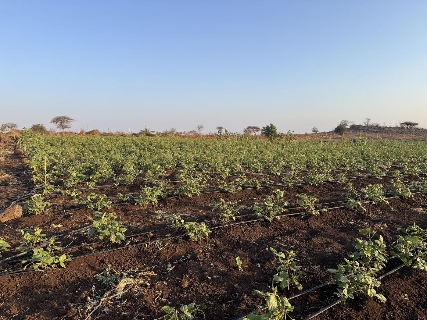 Rows of vegetables under drip irrigation on the Isineti land