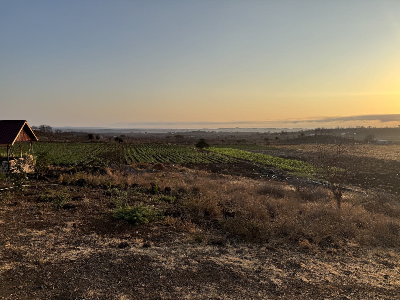 The cultivated fields of Isineti at sunset