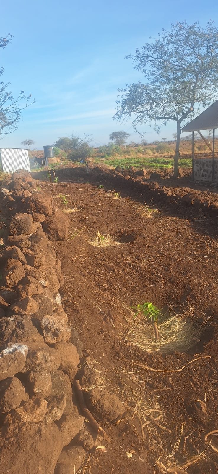 Newly planted ground at Isineti