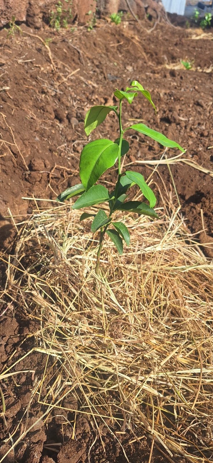 A seedling protected by mulch on the farm at Isineti