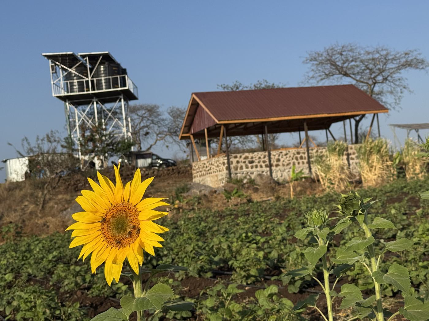The building and the water tower at Isineti, with a sunflower in the foreground