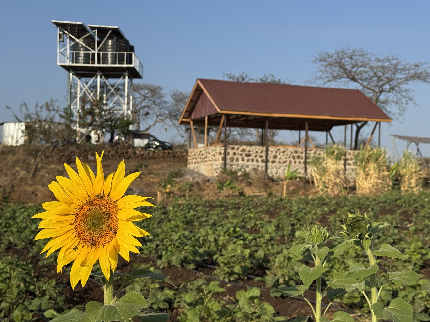 Sunflowers in the fields of the Isineti Project, with the shelter and the water tower behind