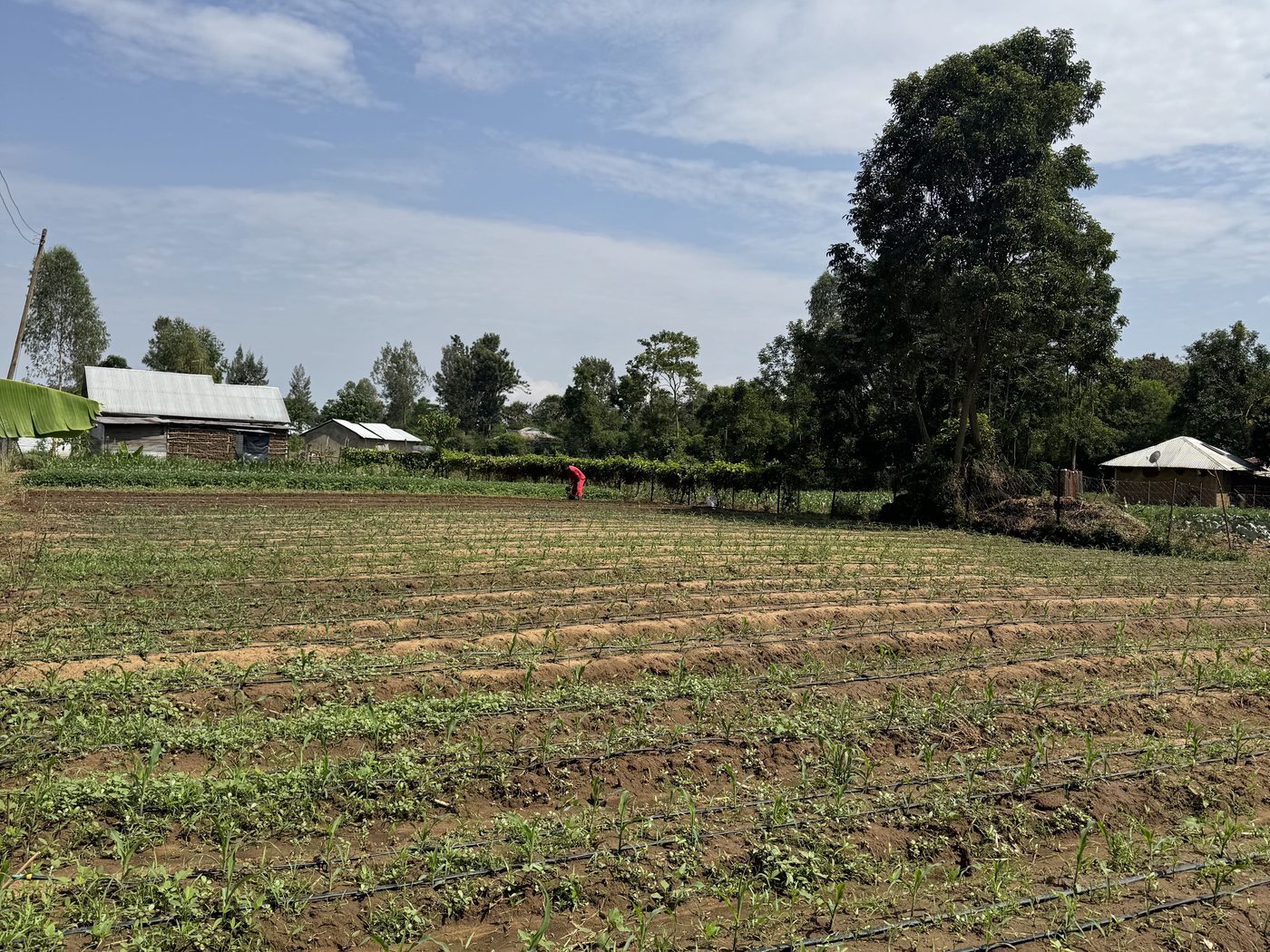 The parish farm at Nyadorera, with the buildings on the horizon
