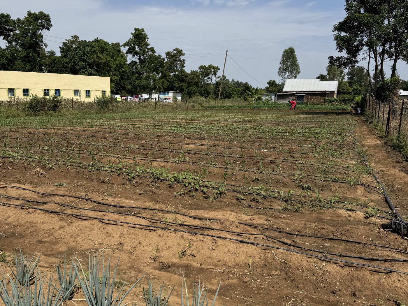 Newly planted rows on the farm at Nyadorera