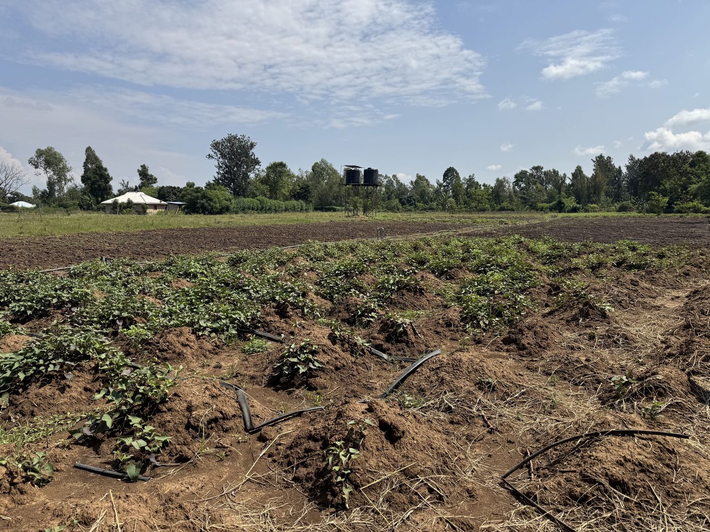 Drip irrigation lines running between the rows at Nyadorera