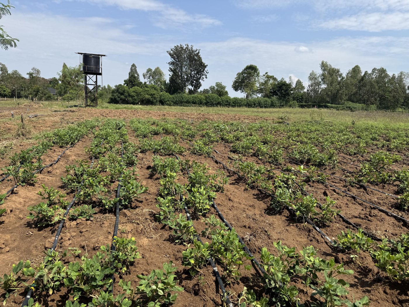 The cultivated plots of the farming project at Nyadorera